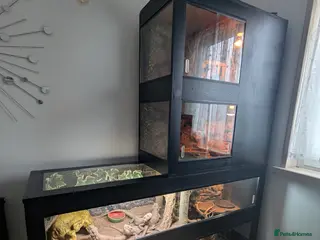 Bearded Dragon reptiles 6 bearded dragons with full set up - Advert 6