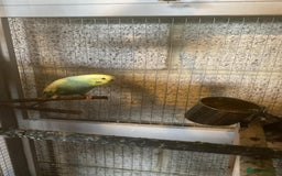 Budgerigars birds for sale: 11 budgies and 1 cocktails  - Image 6