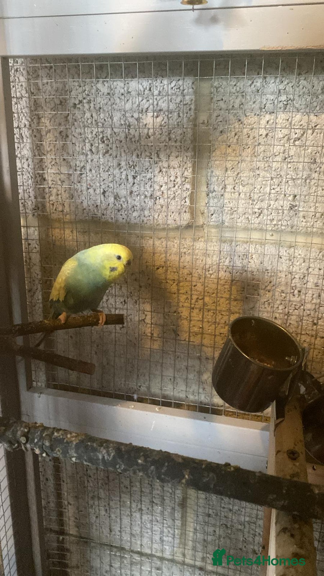 Budgerigars birds for sale: 11 budgies and 1 cocktails  - Image 6