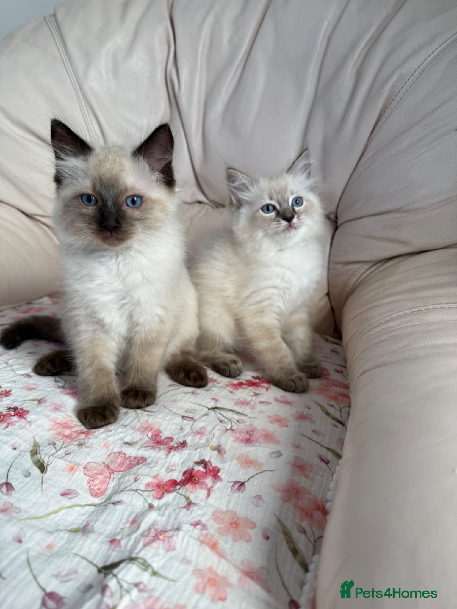 Ragdoll cats Stunning pure ragdoll kittens 10 weeks old - Advert 1