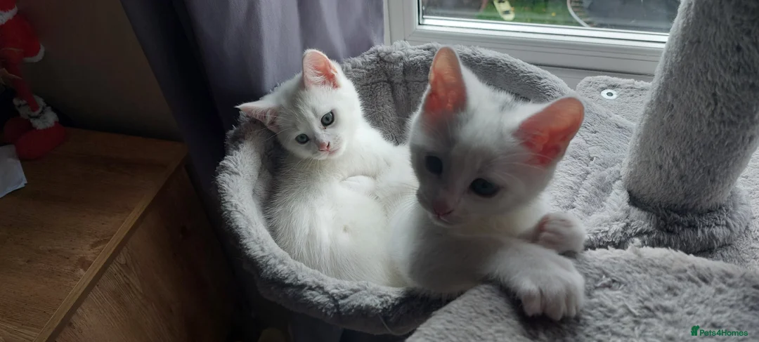 Mixed Breed cats for sale: 2 boys ready to go!!! in Redditch - Advert 1