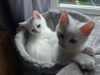 Mixed Breed cats 2 boys ready to go!!! - Advert 2