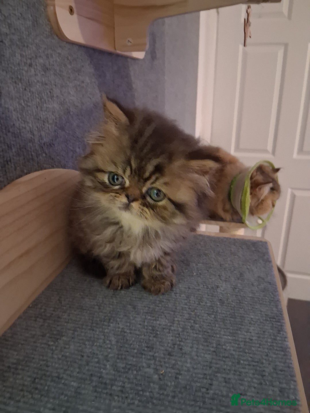 Persian cats for sale: Boys!!!!!Persian golden Chinchillas - Advert 6