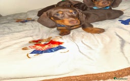 Miniature Dachshund dogs for sale: Miniature dachshund - Image 5