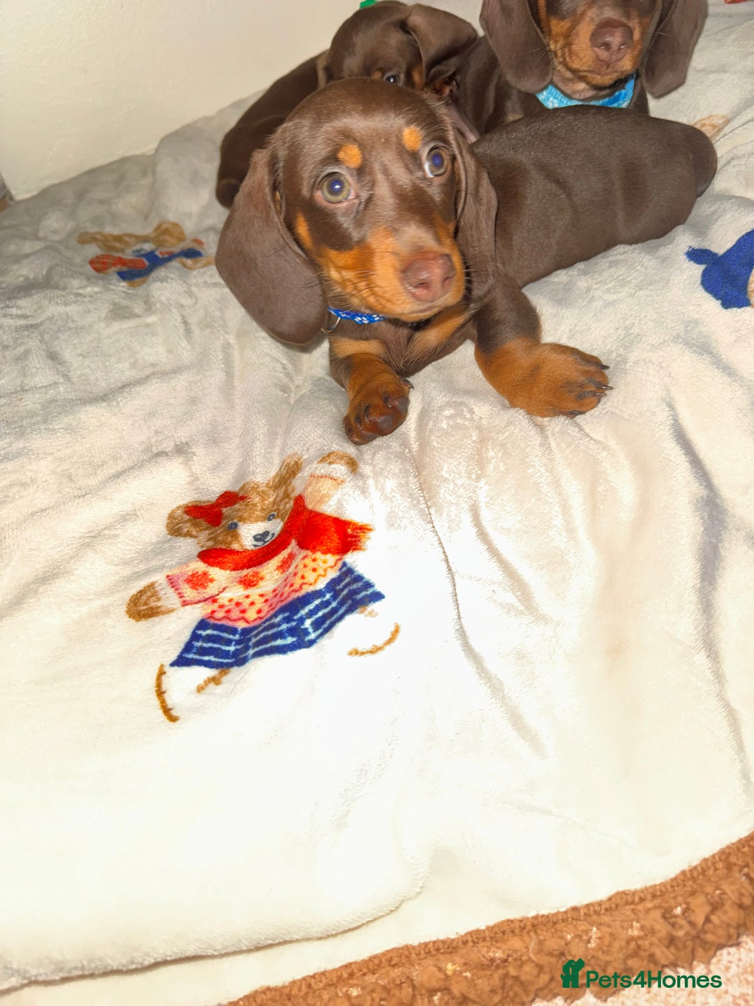 Miniature Dachshund dogs for sale: Miniature dachshund - Image 5