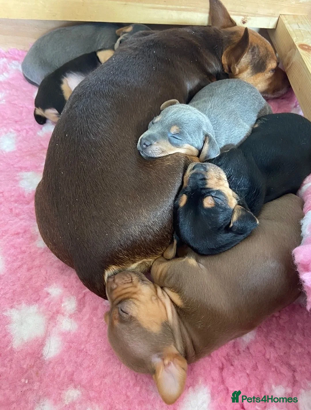 Jack Russell dogs for sale: Exquisite Smooth coated jack Russell’s  - Advert 2