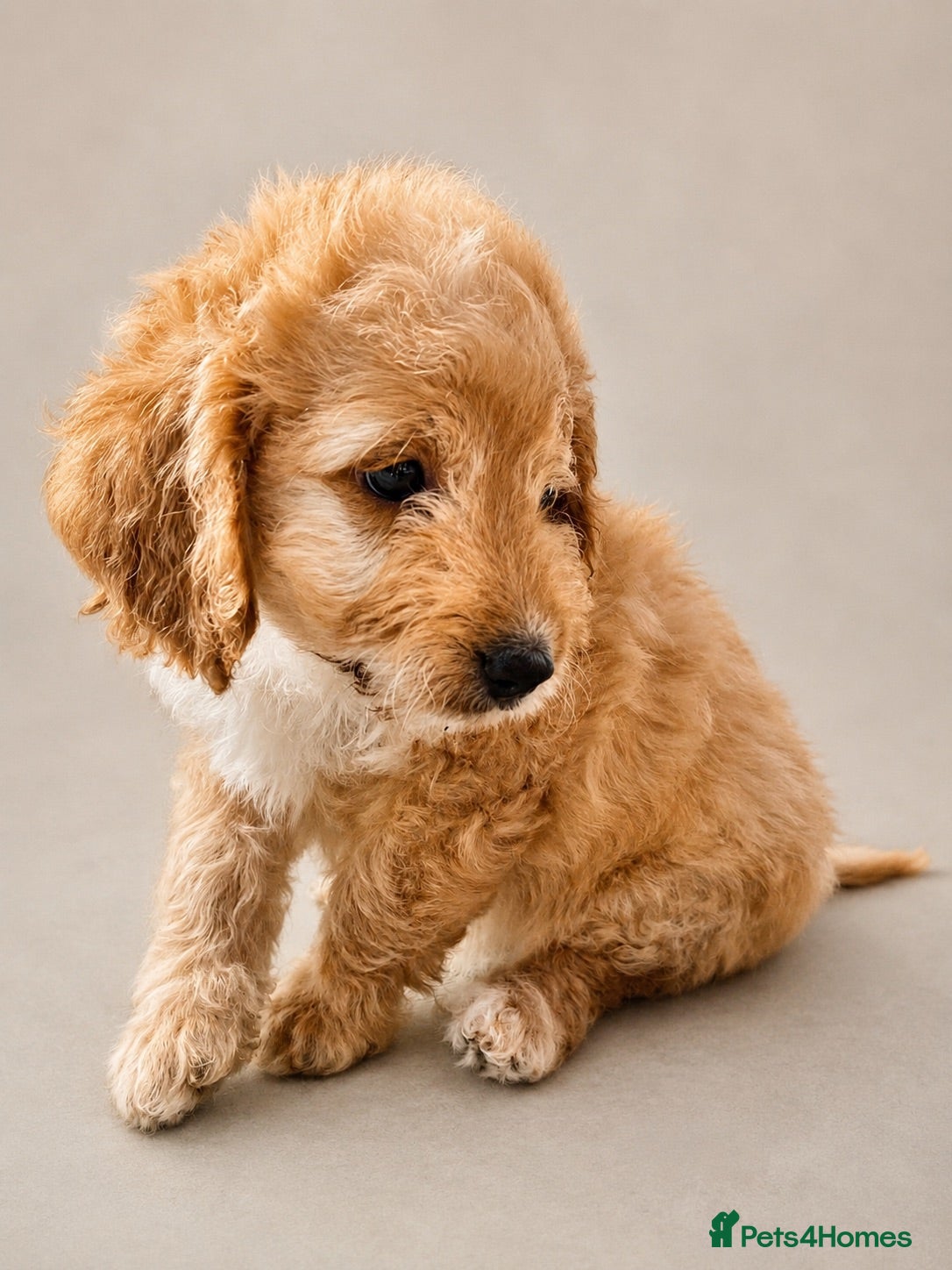 Cockapoo dogs STUNNING COCKAPOO’S 3/4 toy poodle 1/4 cocker  - Advert 2