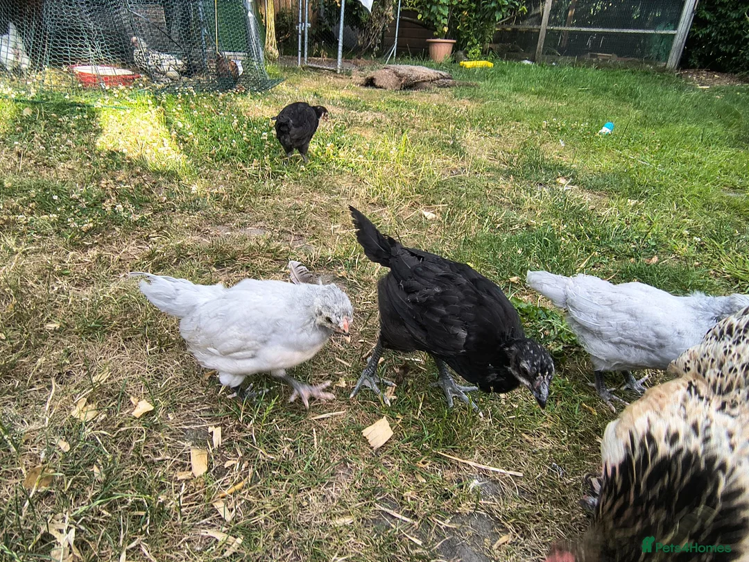 Chickens poultry for sale: La fleche and aracauna chicks - Advert 2