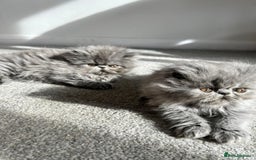 Persian cats for sale: Grand Champion Bloodlines Persians, Active - Image 5