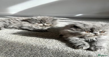 Persian cats - Advert 12