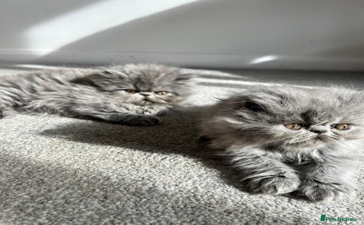 Persian cats - Advert 2