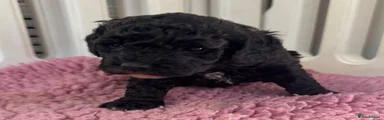 Cockapoo 6