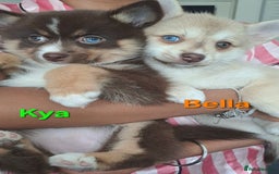 Pomsky dogs for sale: Ready now -Stunning F4 Pomskies, 6kg as adults  - Image 1