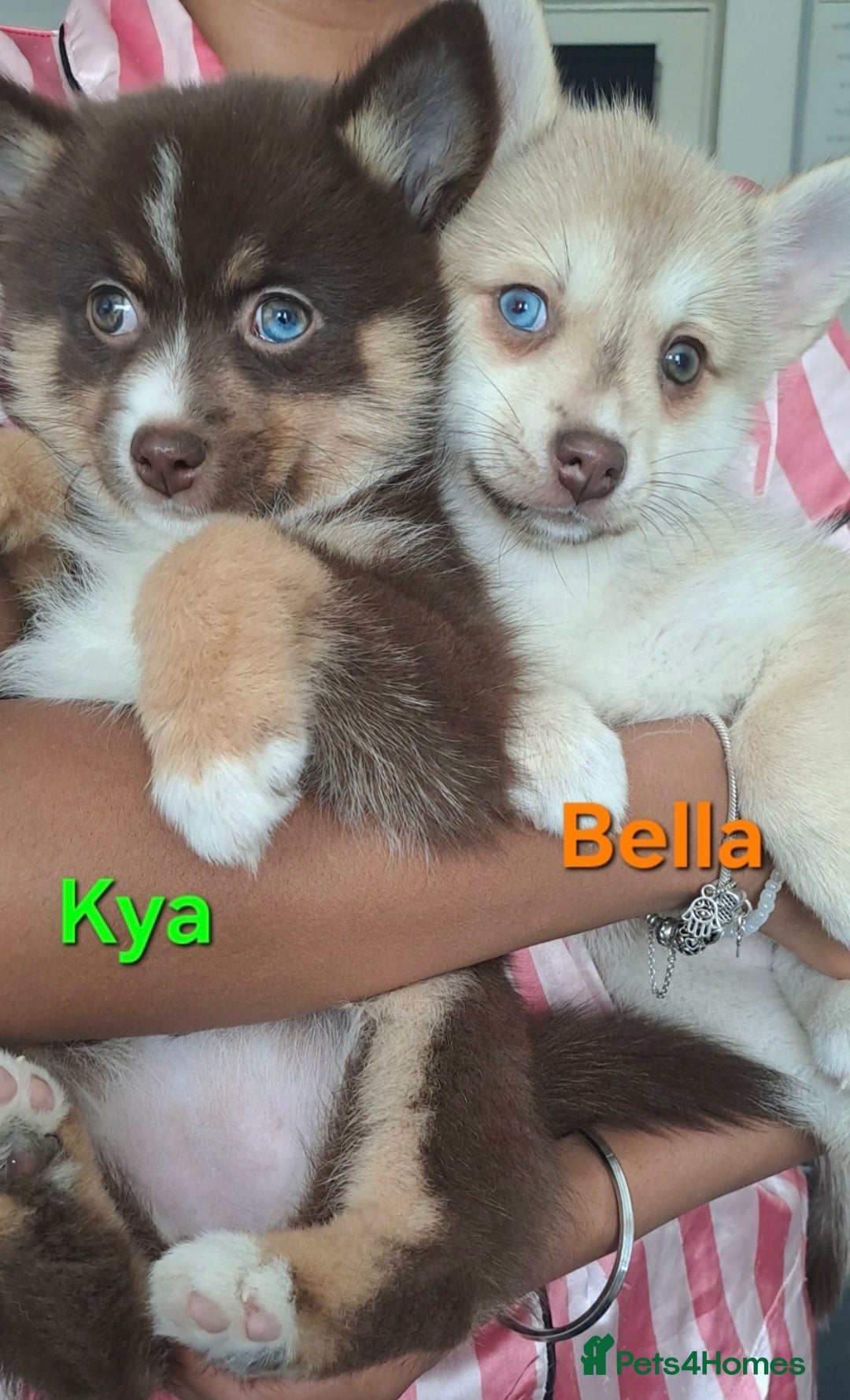 Pomsky dogs for sale: Ready now -Stunning F4 Pomskies, 6kg as adults  - Image 1