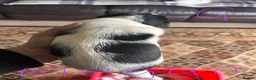 Jack Russell dogs for sale: Gorgeous Jack Russell Puppies - Advert 3