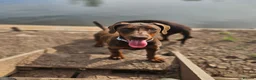 Dobermann dogs for sale: 🐕🐾 KC'D Superb little Girl Ready Now! 🏆 🐾 - Advert 3
