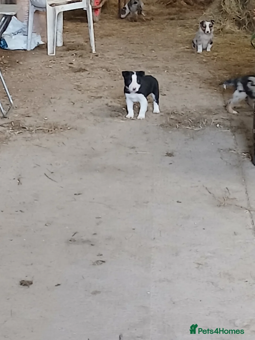 Border Collie dogs for sale: Blue merl border collies - Advert 5