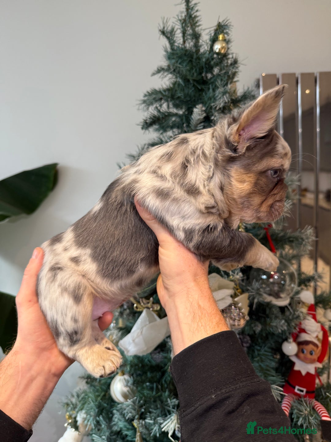 French Bulldog dogs for sale: 8weeks old Fluffy french bulldog puppies - Advert 22