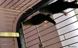 Parakeets birds for sale: Two lineolated parakeet both males - Image 5