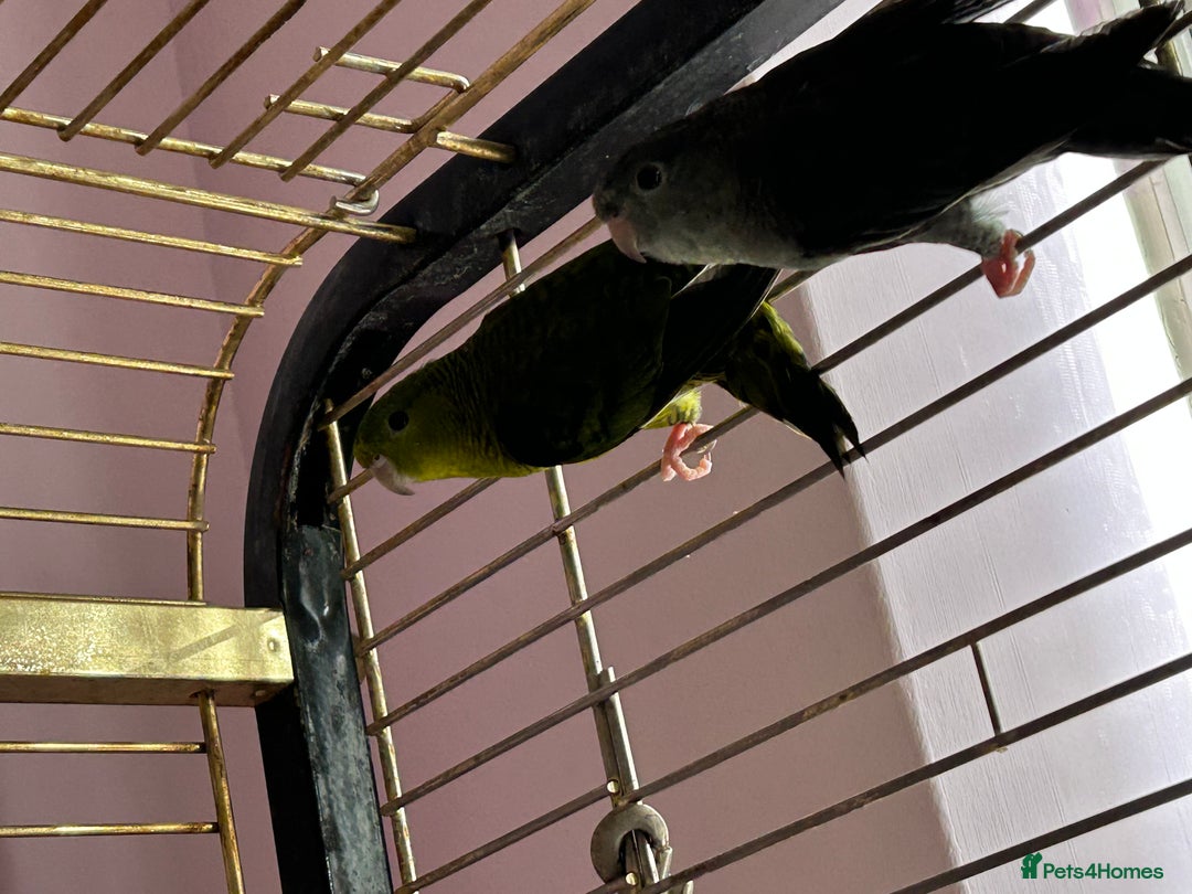 Parakeets birds for sale: Two lineolated parakeet both males - Image 5