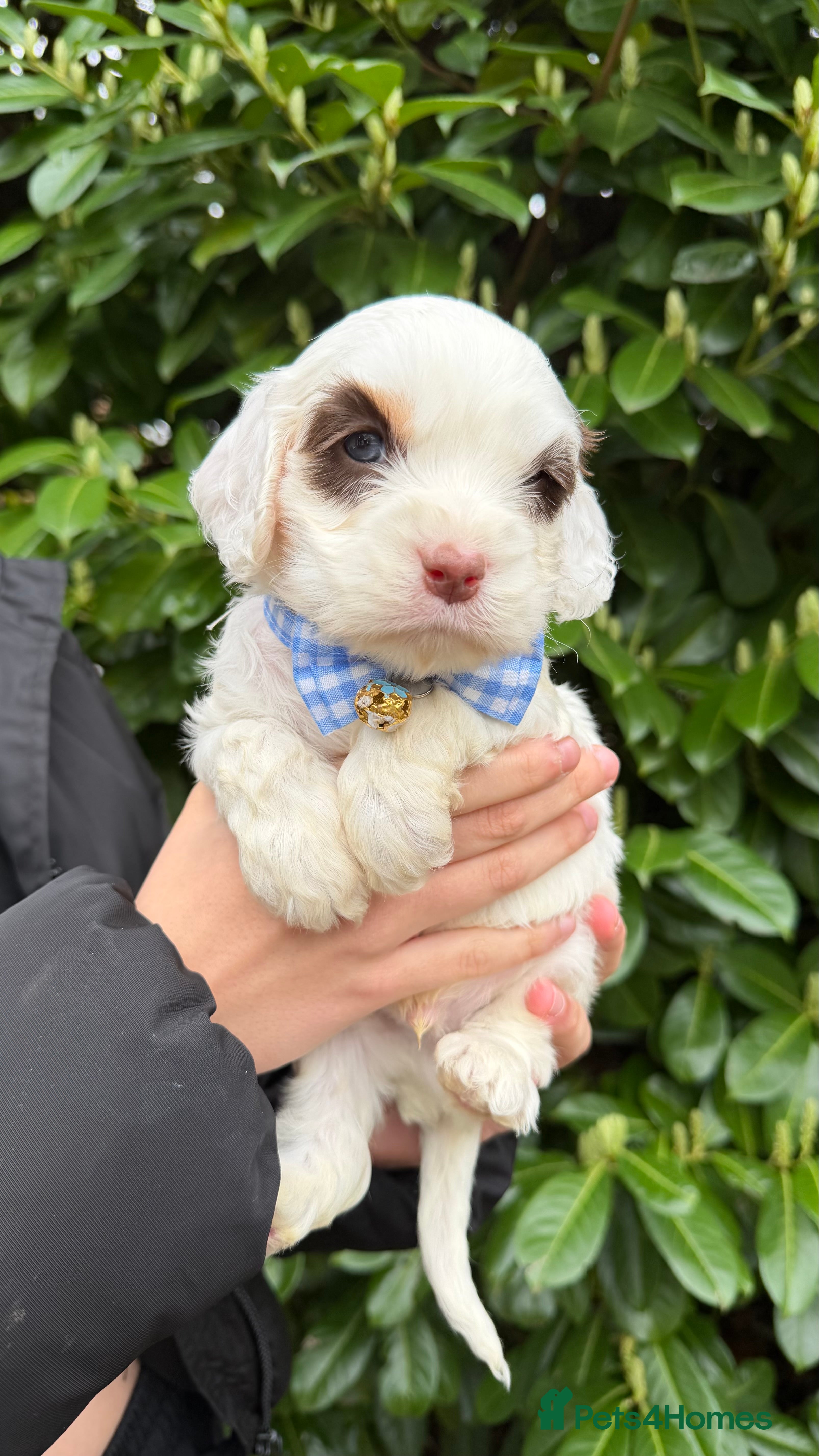 Cavapoo dogs Amazing quality Chocolate Cavapoos  - Advert 13