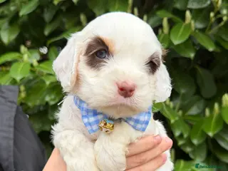 Cavapoo dogs Amazing quality Chocolate Cavapoos - Advert 13