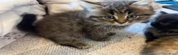 British Shorthair cats for sale: Adorable British Shorthair Kittens - Advert 15