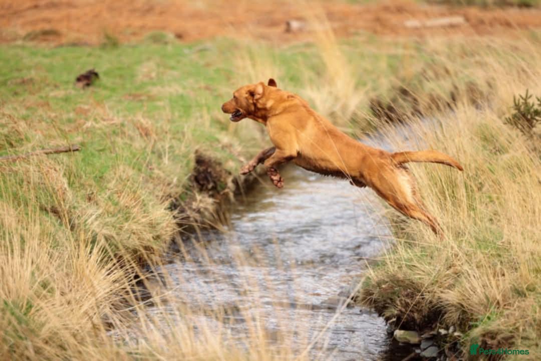 Labrador Retriever dogs for sale: KC Reg Fox red labrador litter of 6 dogs 4 bitches - Image 16