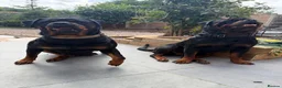 Rottweiler dogs for sale: Rottweiler Puppies - Advert 8