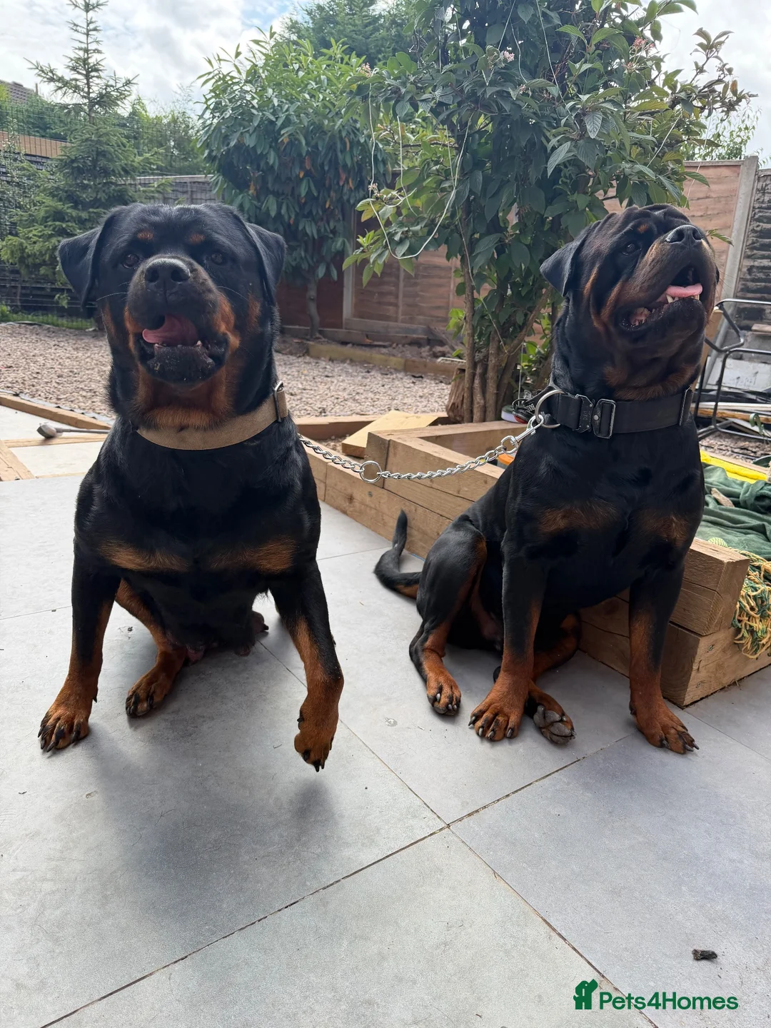 Rottweiler dogs for sale: Rottweiler Puppies - Advert 8