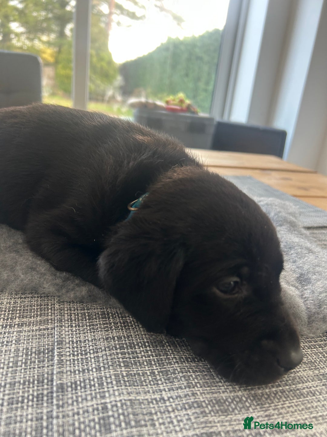 Labrador Retriever dogs for sale: Stunning KC Reg Labrador puppies - Advert 5