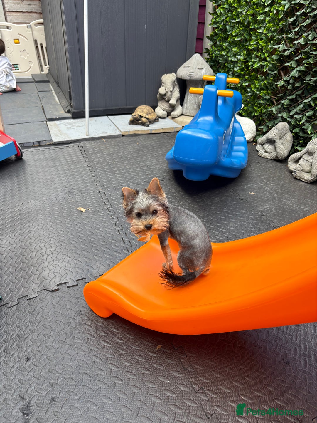 Yorkshire Terrier dogs for sale: Yorkshire terrier  - Image 2