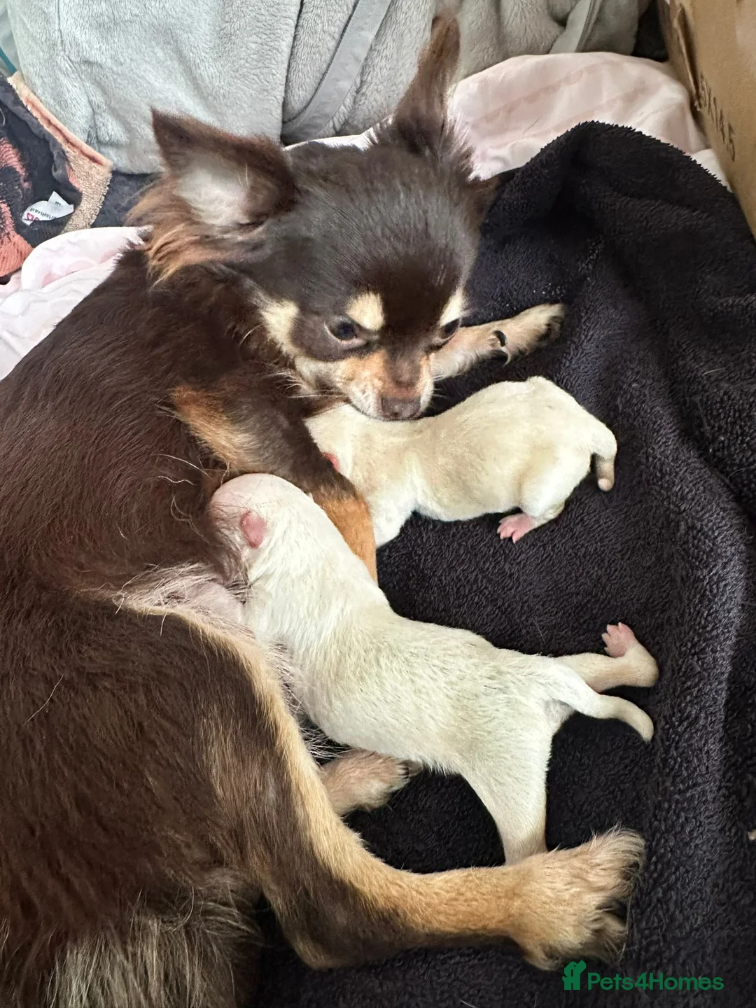 Chihuahua dogs for sale: TINY male apple head chihuahuas - Advert 2