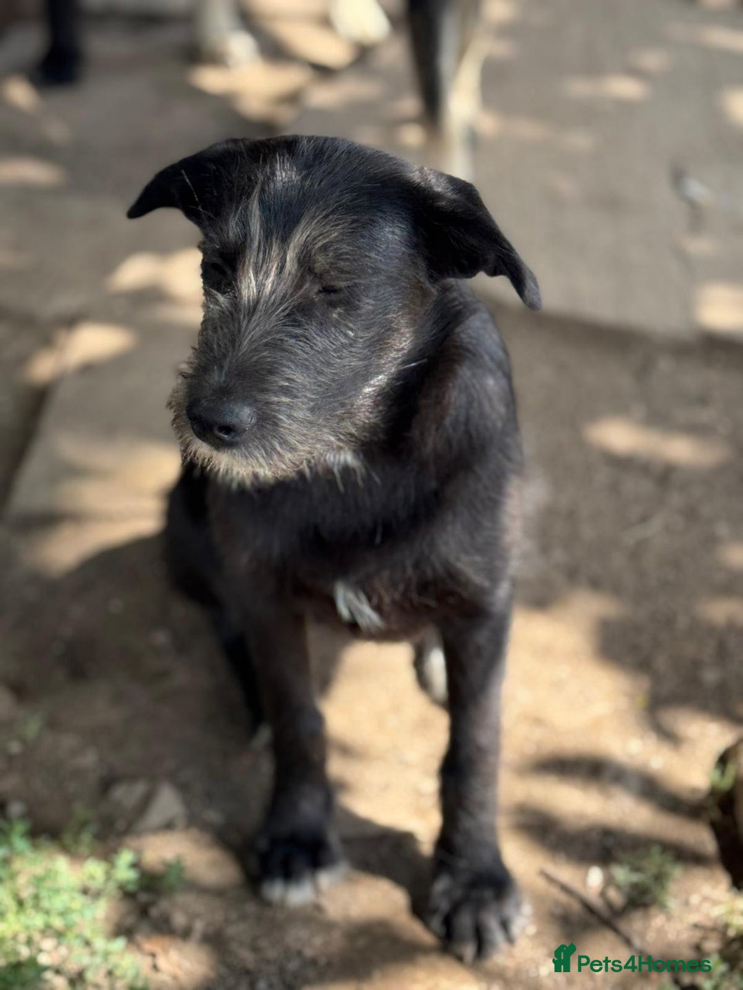 Mixed Breed dogs for adoption: LIA - a Beautiful young Girl, for a Loving Home - Image 28