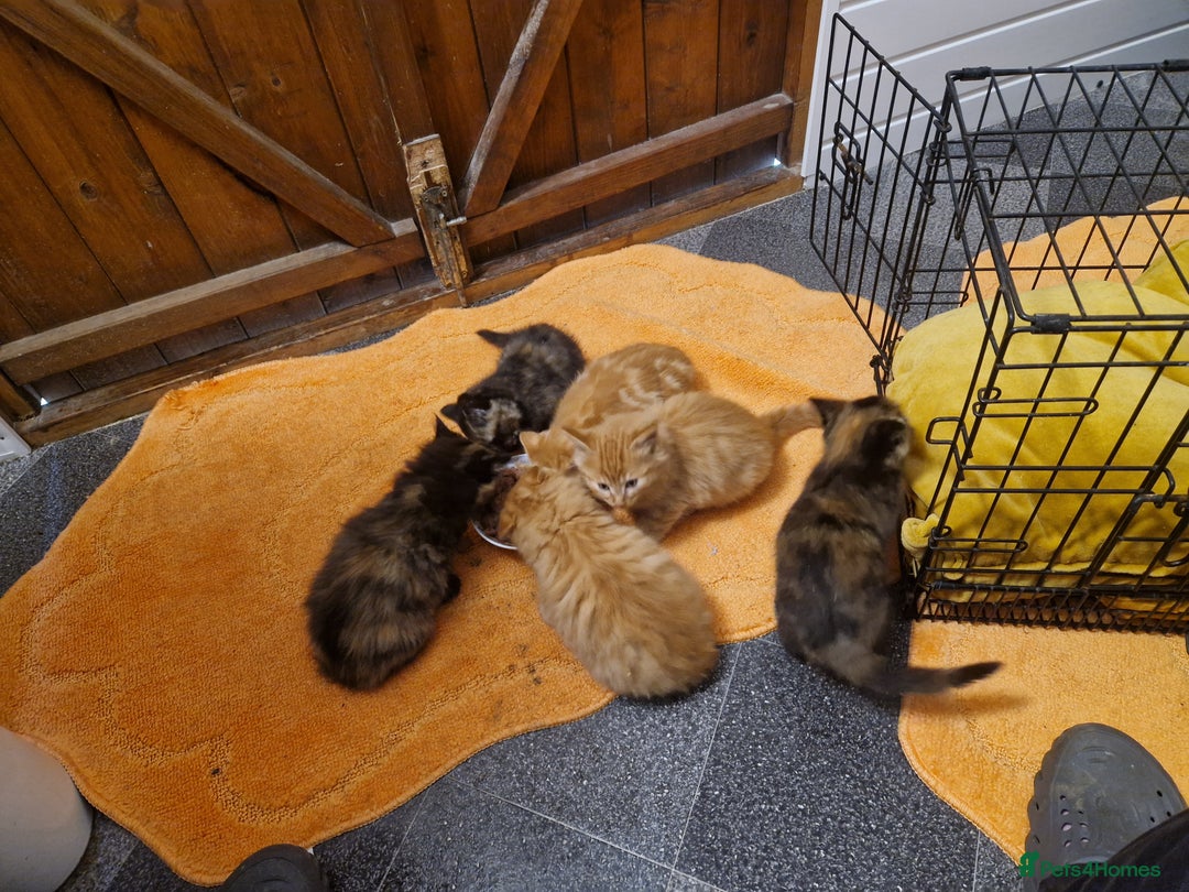 Mixed Breed cats for sale: Beautiful kittens - Image 1