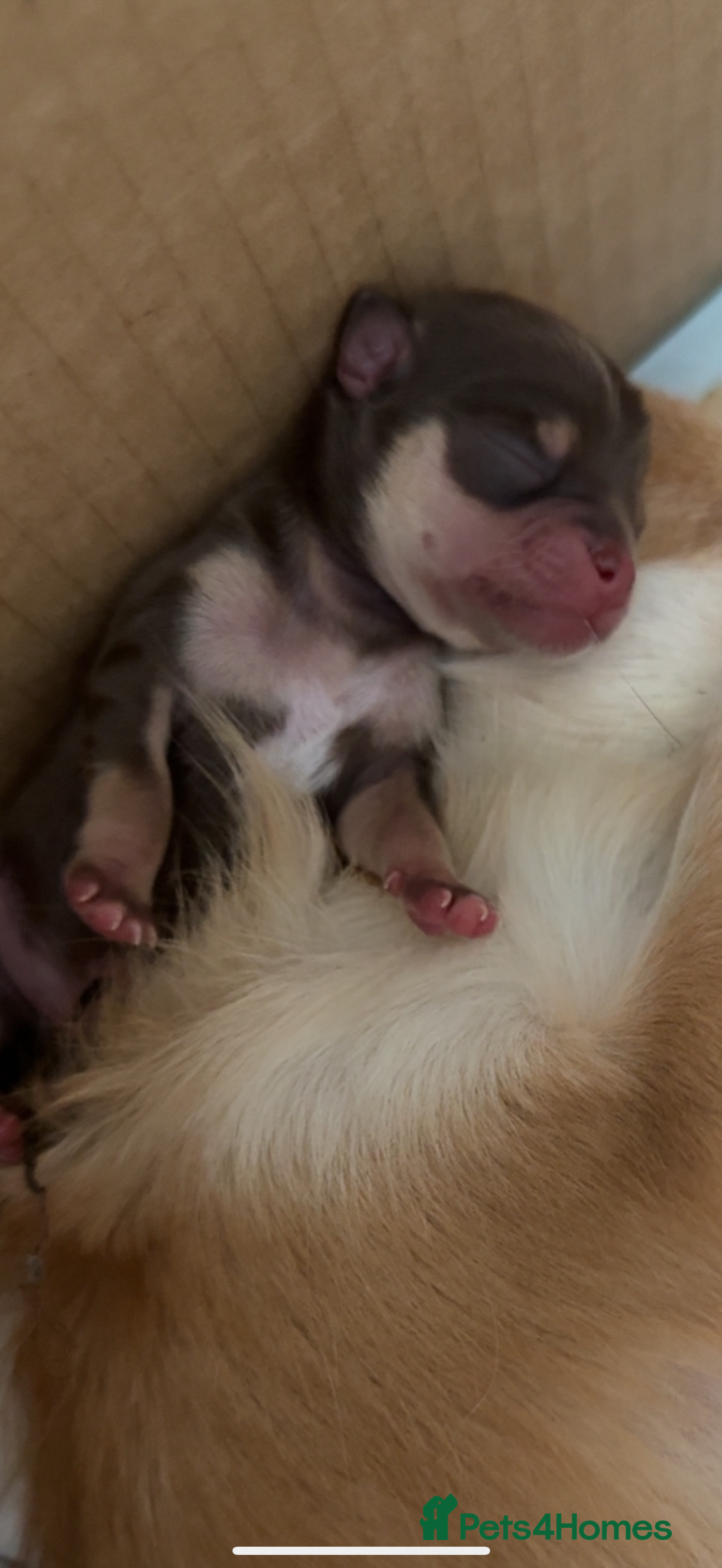Chihuahua dogs for sale: Beautiful Cream & chocolate tan Chihuahuas! - Advert 8