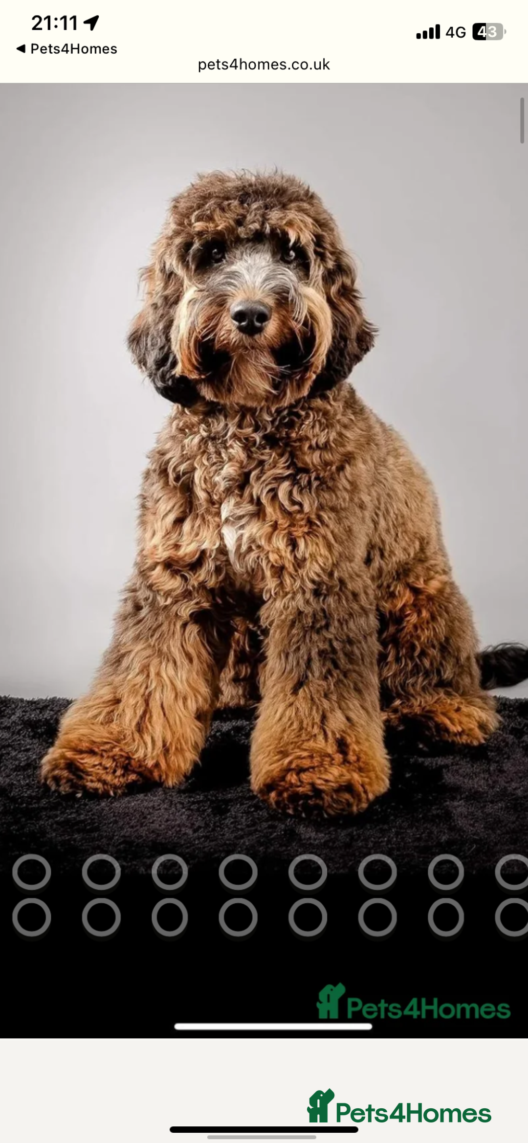 Mixed Breed dogs for sale: CHAMPION COCKAPOO - Advert 8