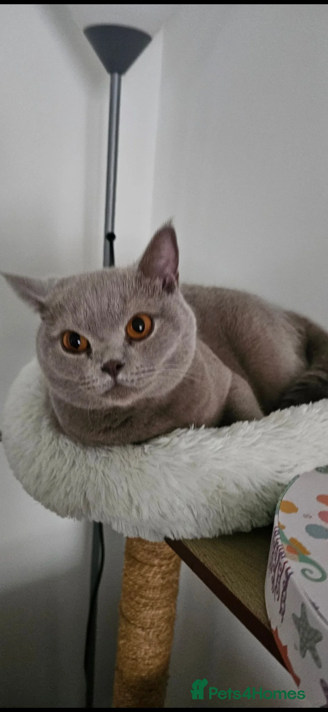 British Shorthair cats for sale: Lilac British Short hair  - Advert 2