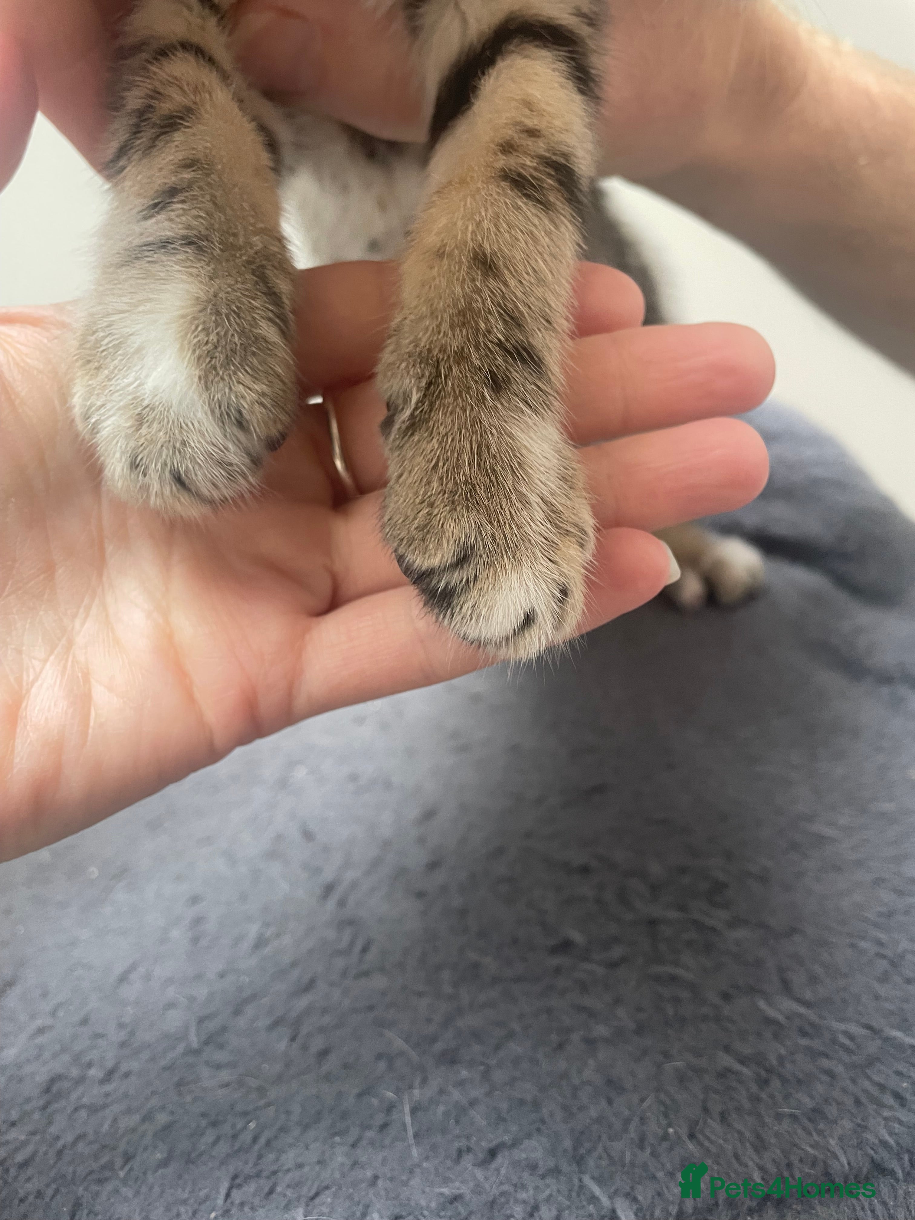 Bengal cats for sale: Bengal X Kittens - Advert 13