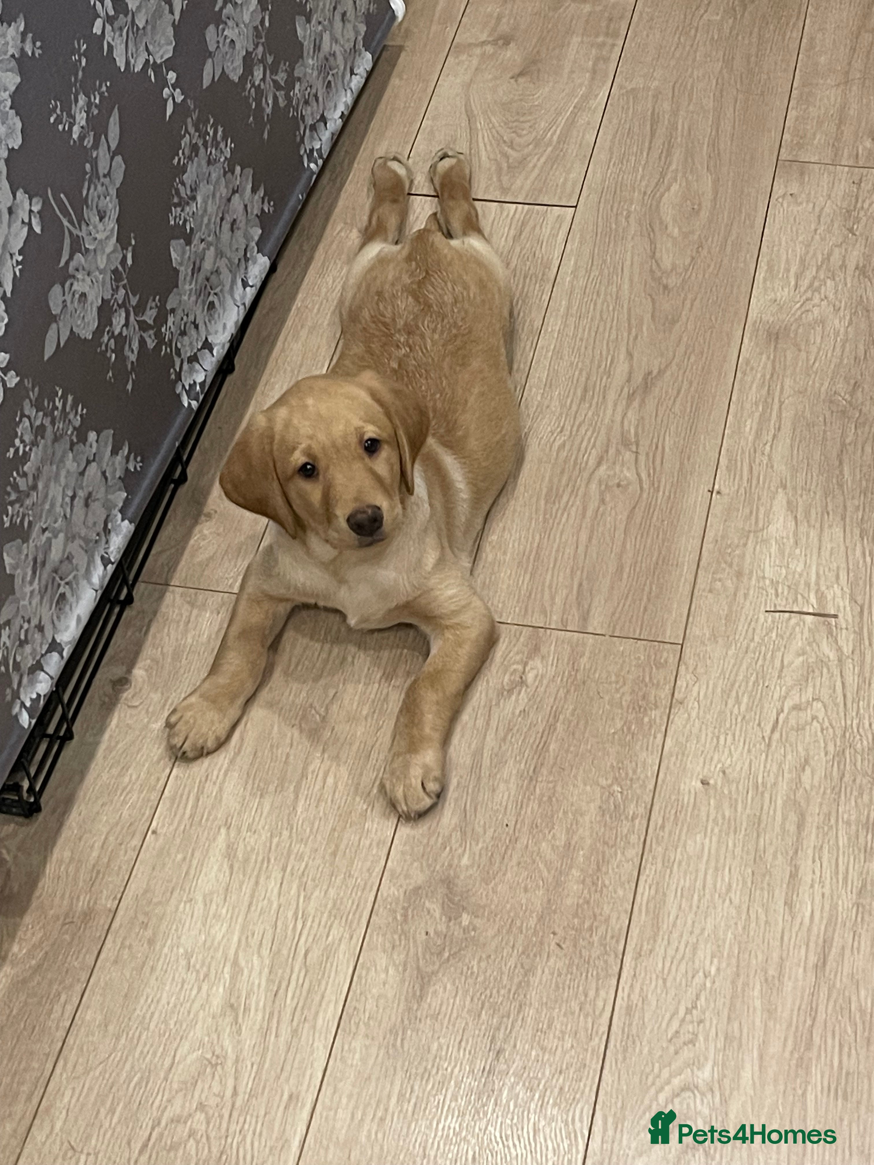 Labrador Retriever dogs Beautiful female Labrador-Healthy & Well-Cared-For - Advert 1