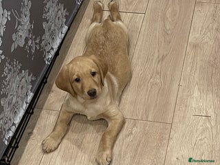 Labrador Retriever dogs Beautiful female Labrador-Healthy & Well-Cared-For - Advert 1