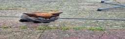 Domestic Shorthair cats for sale:  Tortoiseshell Kitten Stunning Black Ginger - Advert 4
