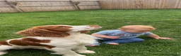 Cocker Spaniel dogs for sale: Henry - Loving family dog - Advert 5