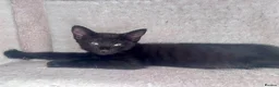 Mixed Breed cats for sale: Beautiful part Siamese kittens 🐾  - Advert 5