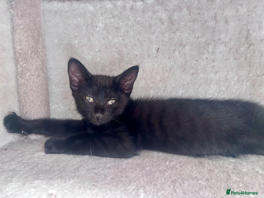 Mixed Breed cats for sale: Beautiful part Siamese kittens 🐾  - Advert 5