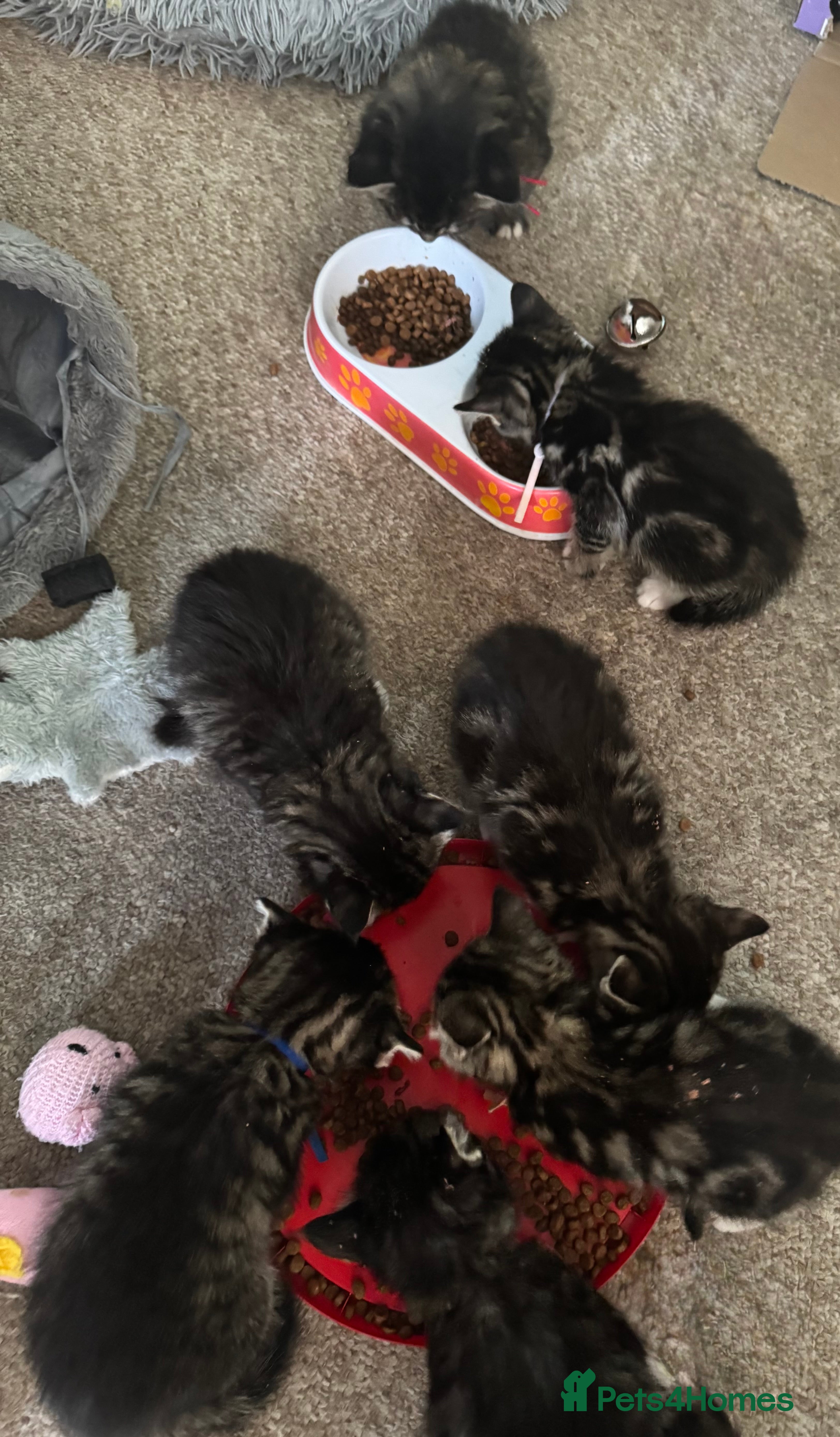 Bengal cats Cute fluffy Bengal cross kittens  - Advert 13