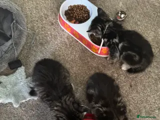 Bengal cats Cute fluffy Bengal cross kittens - Advert 13