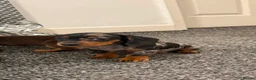 Dachshund dogs for sale: Daschound Babies in Loughborough - Advert 9