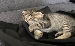 Scottish Fold cats for sale: 1 fold 2 straight Scottish darlings  - Image 11