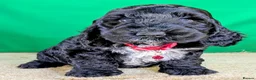Cockapoo dogs for sale: 🐾 Your New Best Friend is Waiting! 🐾 - Advert 13
